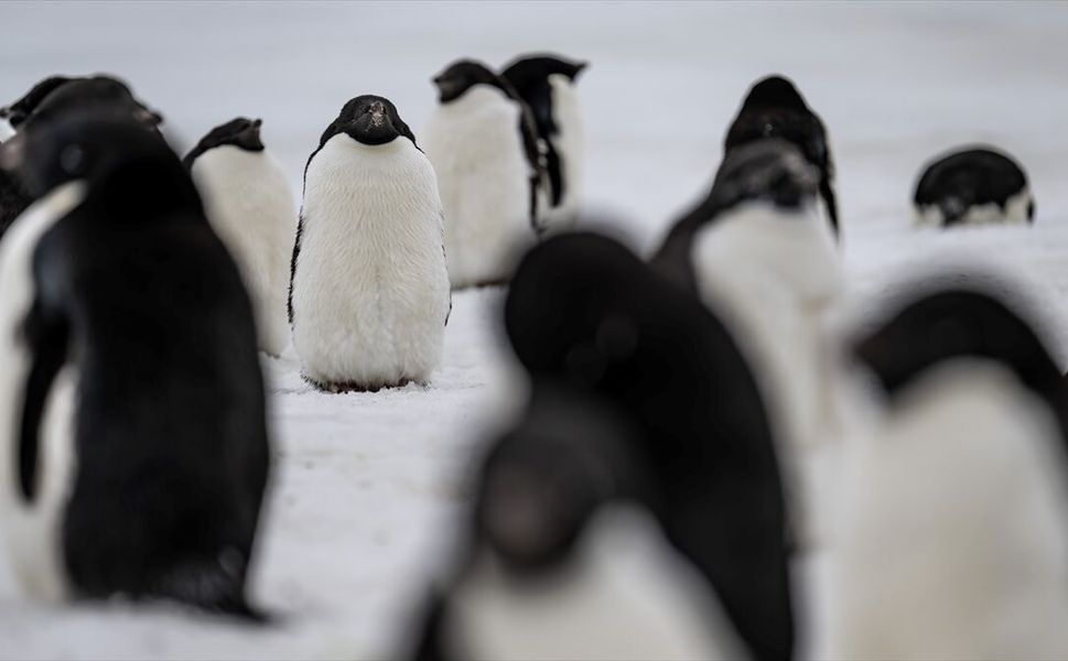 Araştırma: Dünyanın en büyük penguen kolonisinde popülasyonun çeyreğinden fazlası öldü