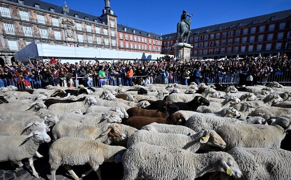 Madrid'in ünlü şenliğinde 1000'den fazla koyun kent merkezinde yürüdü