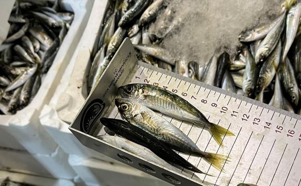Su ürünleri denetimlerinde bu yıl 128,8 milyon lira ceza kesildi