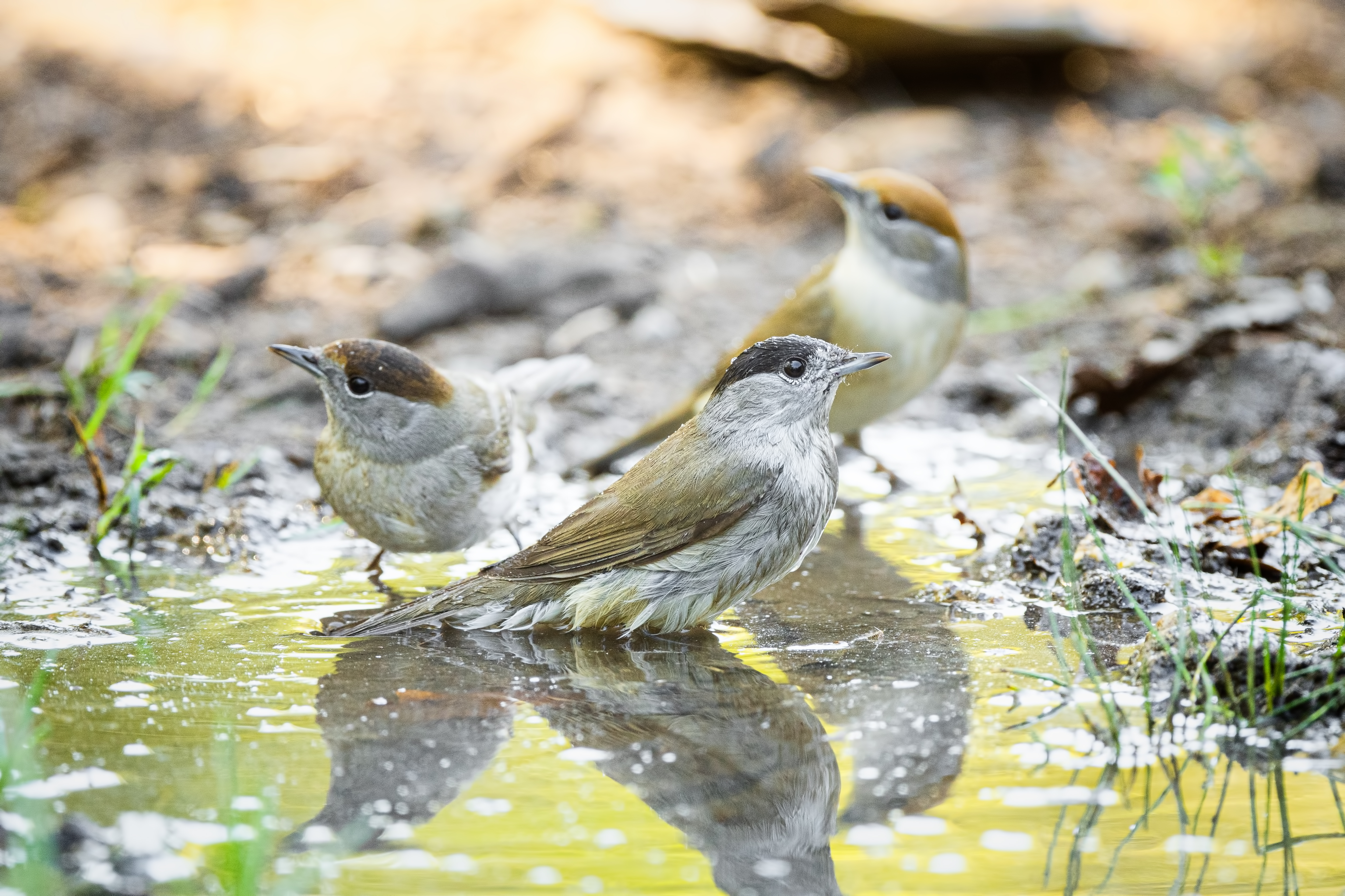 Bazı bölgelerde azalan temiz su kaynakları, kuşlar başta olmak üzere tüm canlıların ortak kullanım alanı haline dönüşüyor. Bölgede yaşamını sürdüren kuşlar arasında Karabaşlı Ötleğen de yer alıyor.