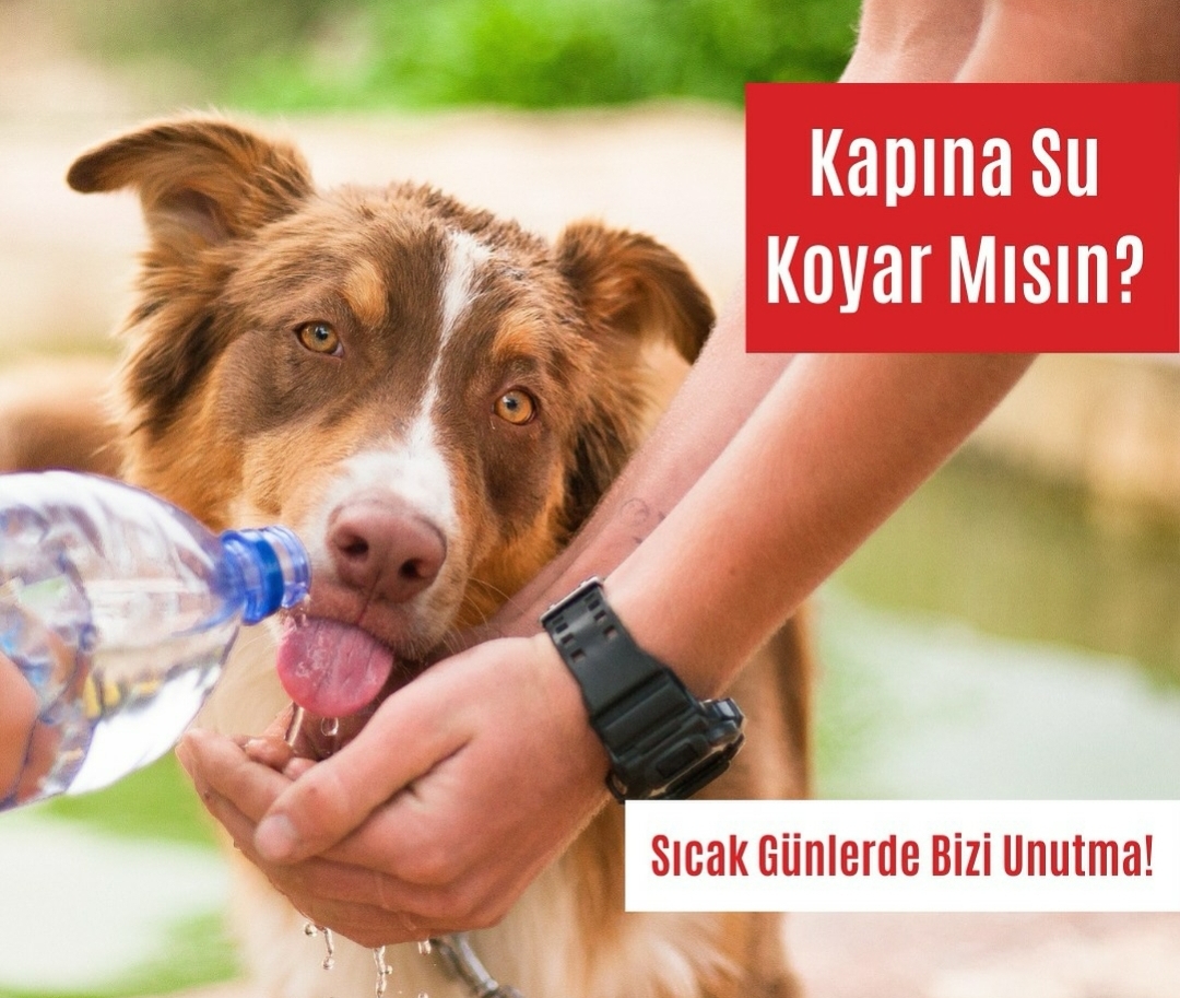 Sokaktaki Canlar
