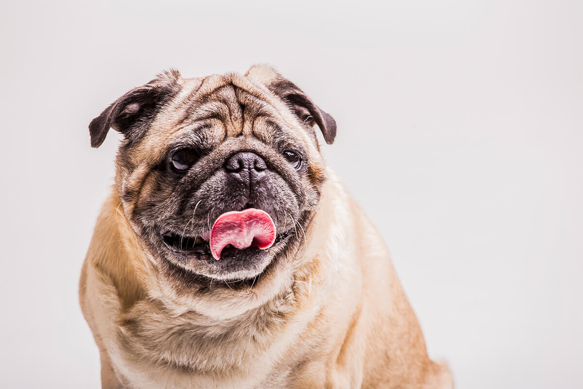 Pug Yavru Bakım Ve Satın Alma Rehberi 2