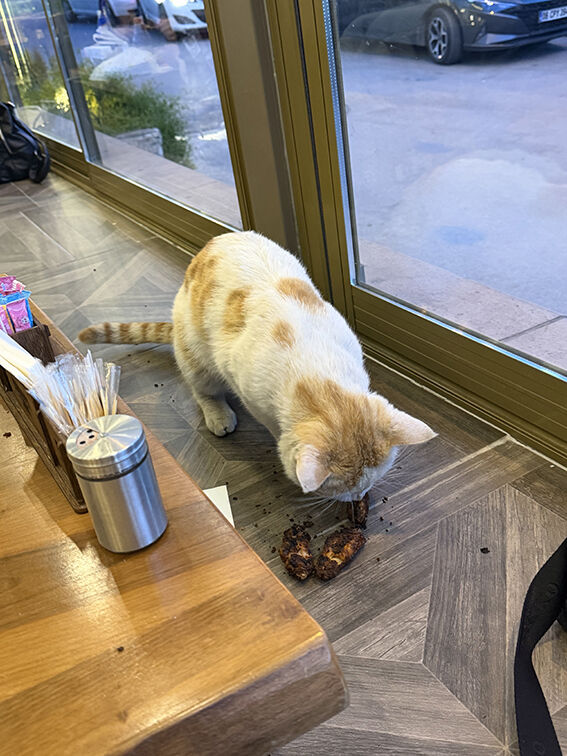 2 Asli Kedi Ve Yanık Kanat