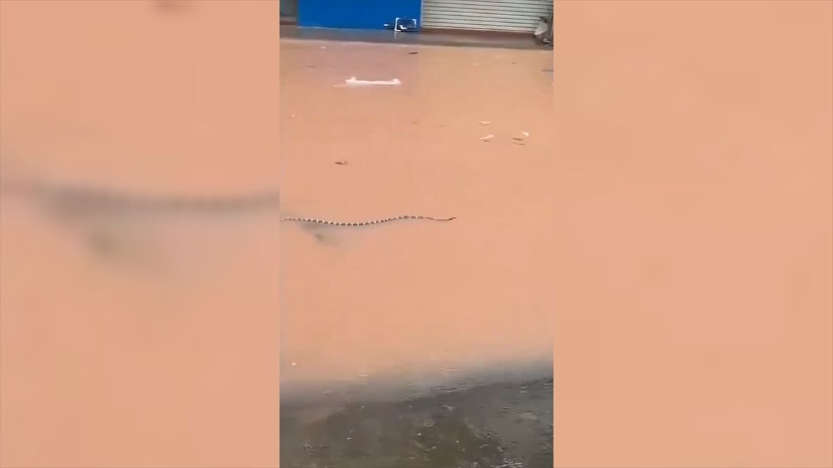 Çin'de sellerin vurduğu çiftlikteki yaklaşık 900 yılan kaçtı