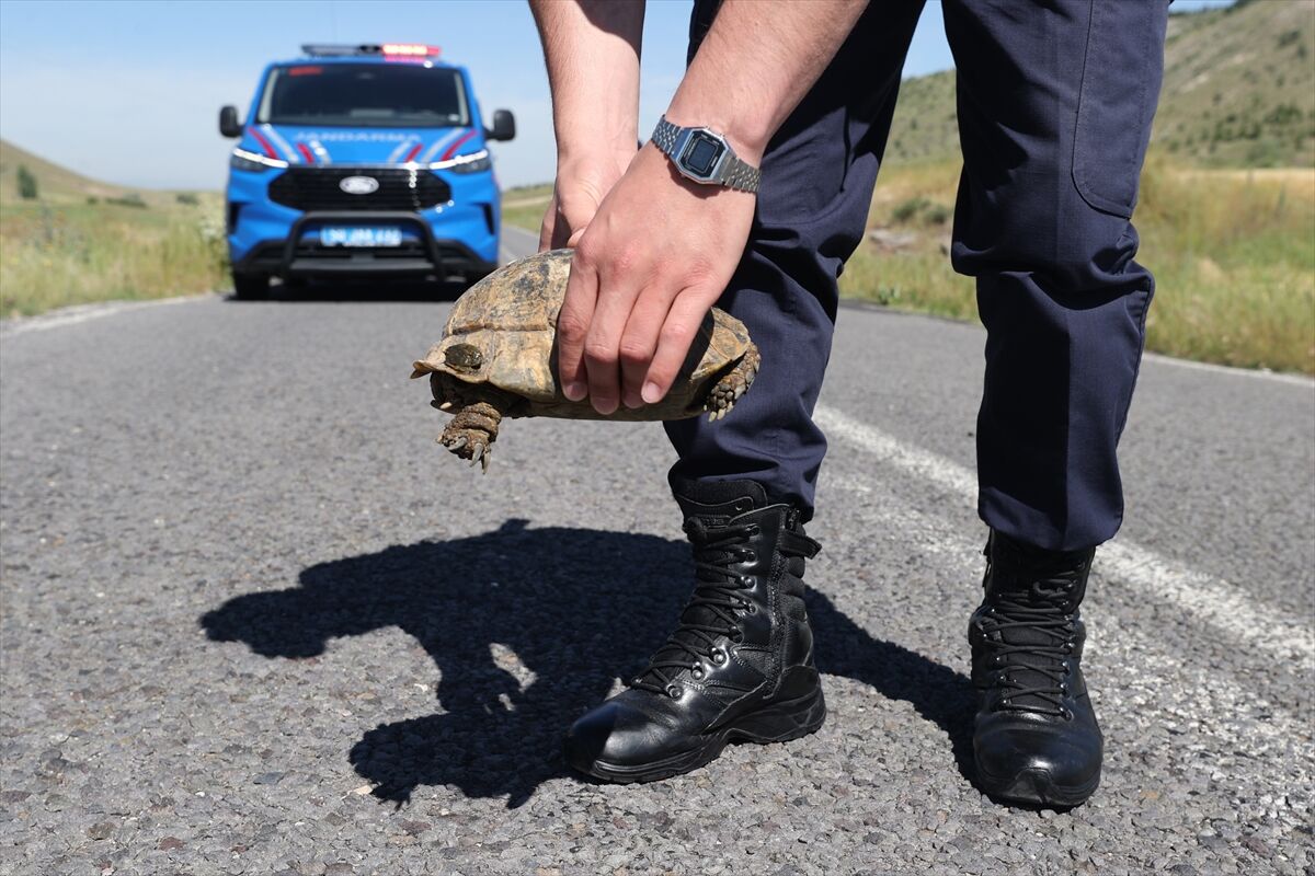 Jandarma 'doğal yaşamın sessiz sakini' kaplumbağalar için devriye atıyor