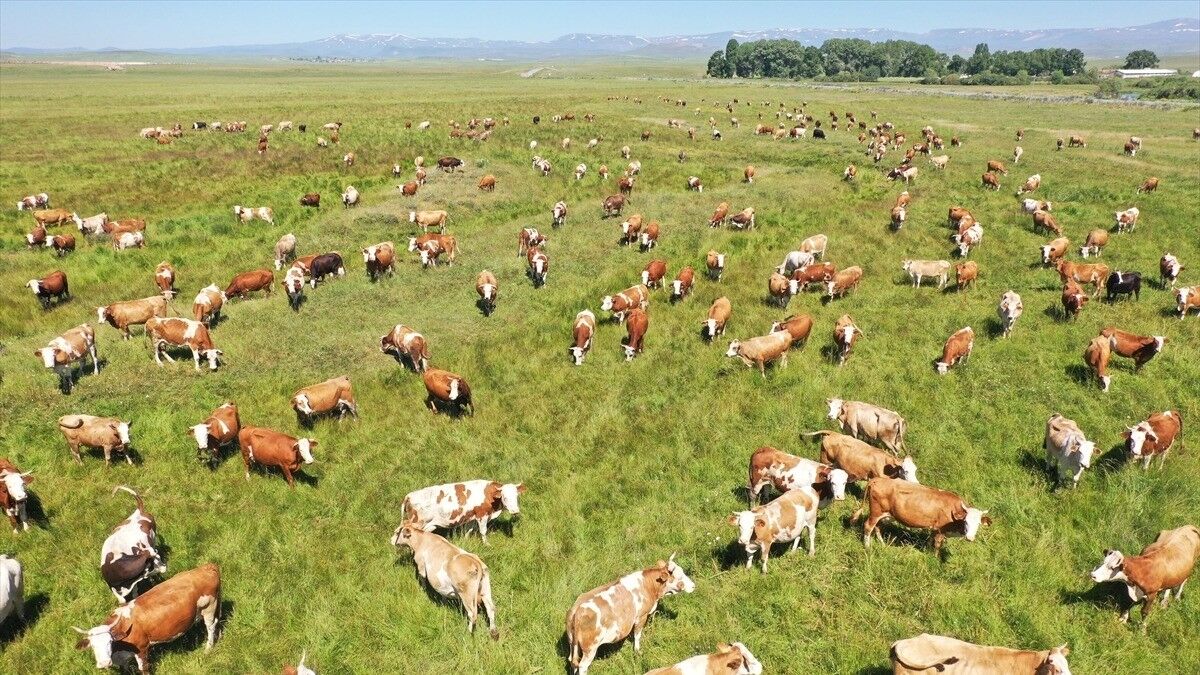 Kars'ta kayıtlı mera alanı 418 bin hektara yükseldi