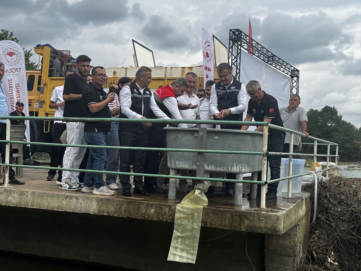 Samsun'da nesli tehlike altındaki mersin balığı yavruları Yeşilırmak'a salındı