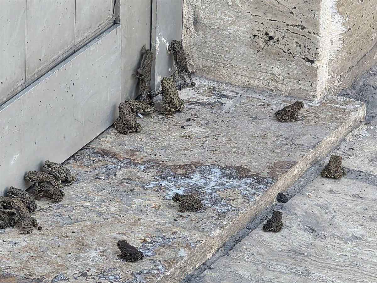 Sivas'ta sağanak sonrası kara yolu ve akaryakıt istasyonunda kurbağa yoğunluğu gözlendi
