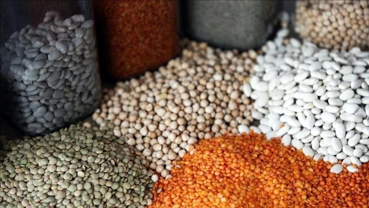 TİGEM Türkiye'nin bütün hububat tohumunu tek başına üretebilecek kapasitede