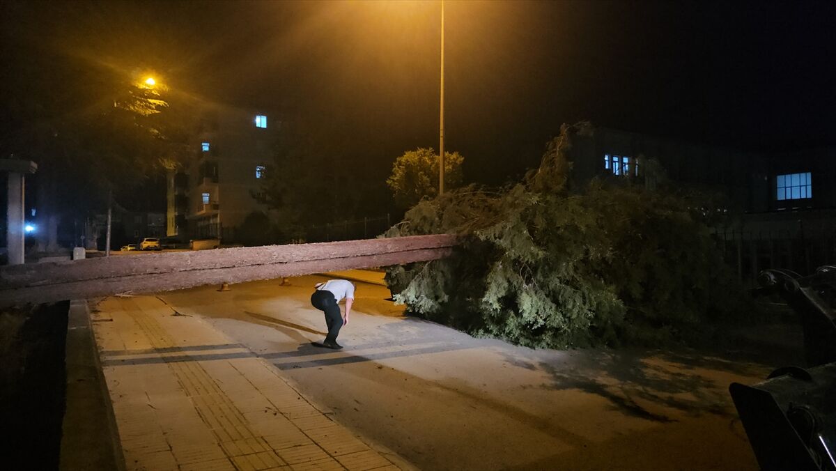 Çorum'da rüzgarın devirdiği çam ağacı park halindeki araçlara zarar verdi