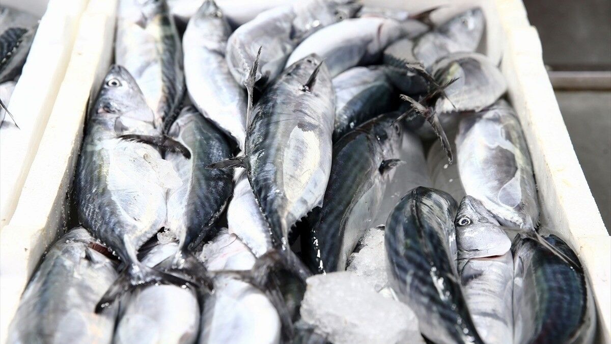 Giresun'da palamut sezonu bereketli başladı