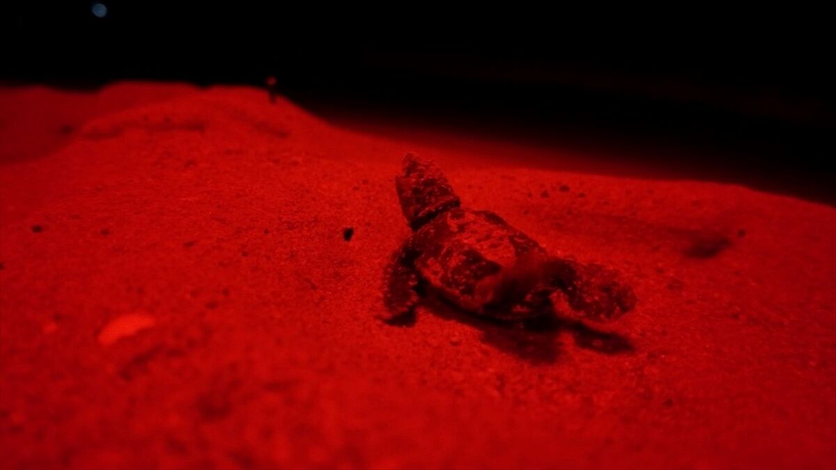 Antalya'da kırmızı LED uygulaması, caretta caretta yavrularının denize ulaşmasına yardımcı oldu