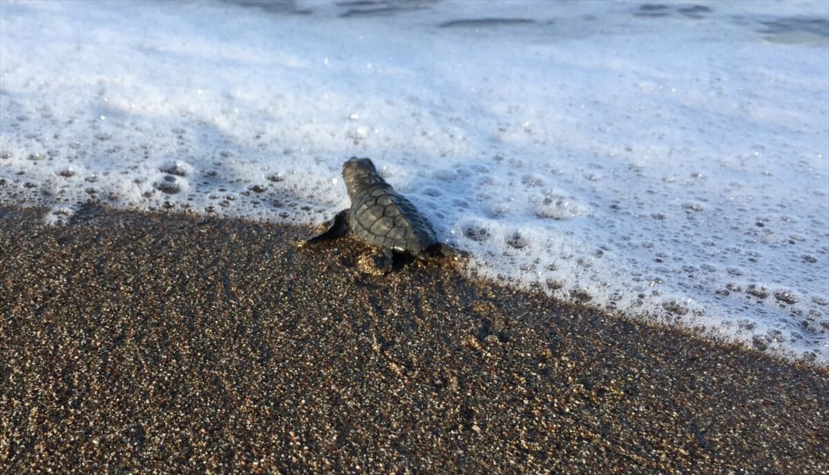 İtalya'da kurtarılan caretta caretta, Muğla sahilinde yumurtladı