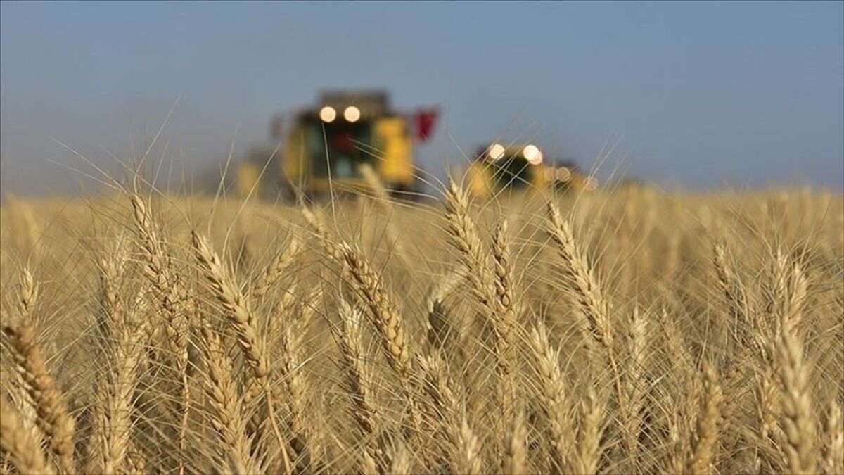 Karadeniz'de jeopolitik risklerin yumuşaması buğday fiyatlarındaki yükselişi frenledi