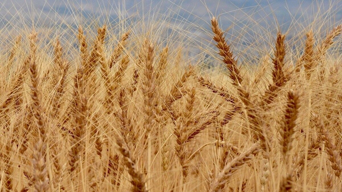Anadolu'nun kurak iklimine uygun, verimi yüksek buğday çeşitleri geliştiriliyor