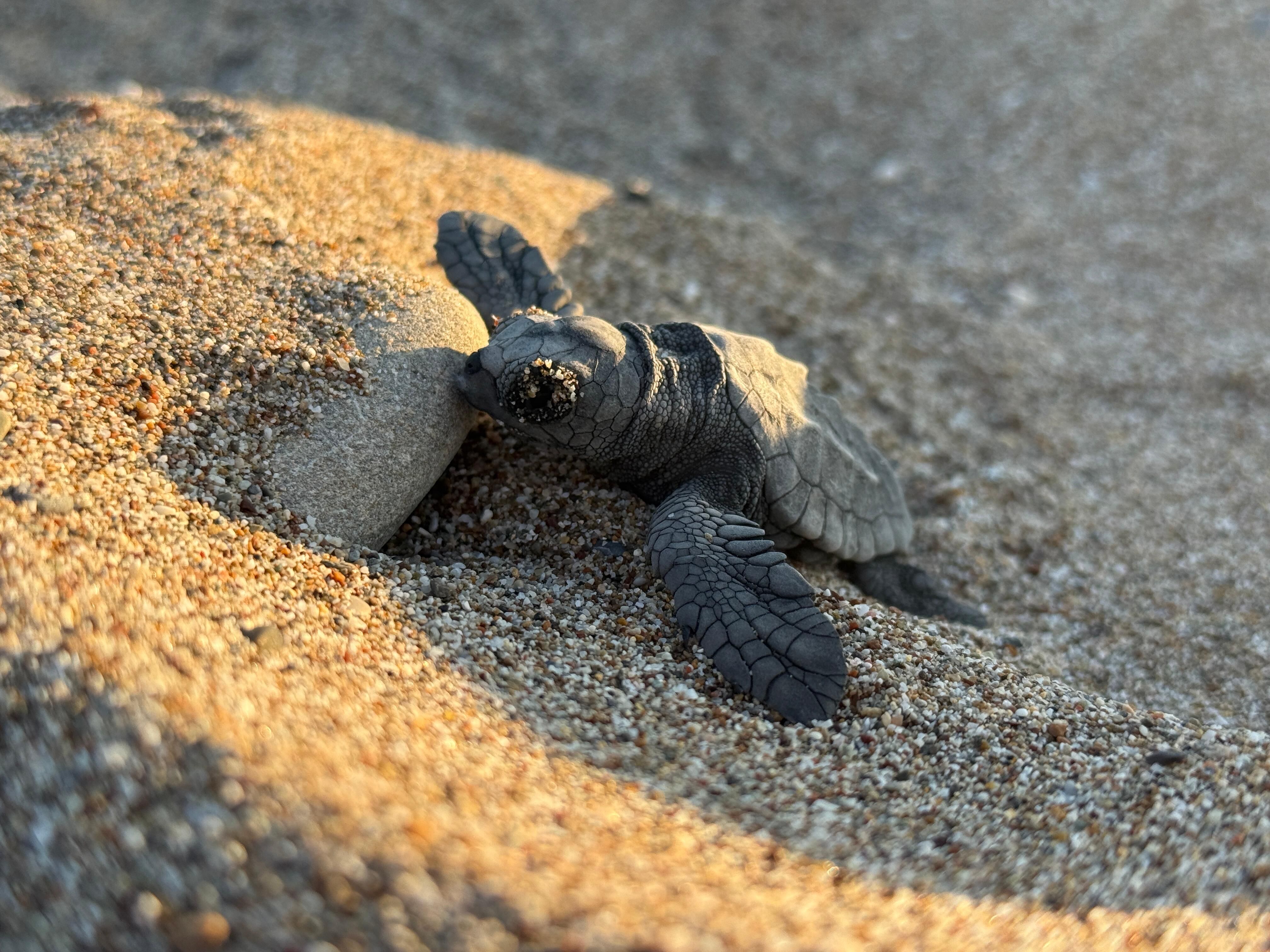 Antalya'daki dört sahilden bu yıl yaklaşık 200 bin caretta caretta yavrusu denize ulaştı