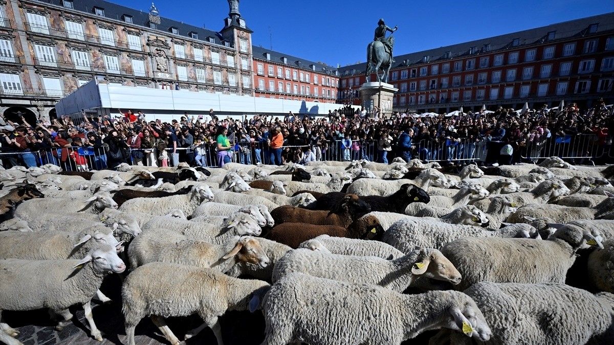 Madrid'in ünlü şenliğinde 1000'den fazla koyun kent merkezinde yürüdü