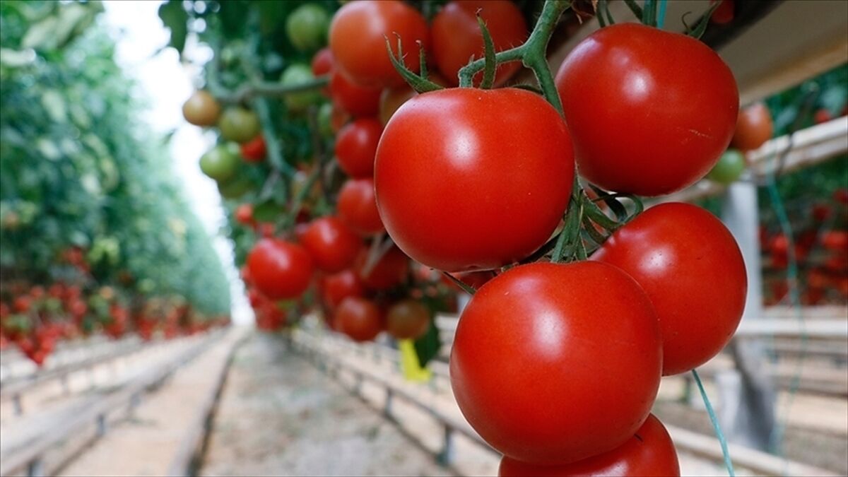 Türkiye'nin domates ihracatı 9 ayda 304 milyon 171 bin dolara ulaştı